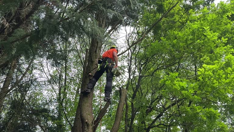 Leaf Removal in Naples, FL